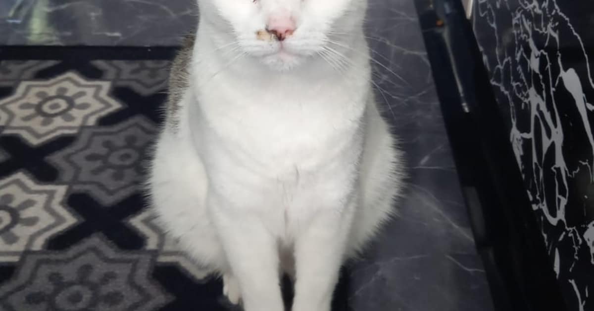 Heb jij Bambi, Ella of Tequila gezien? Deze negen huisdieren worden in Rotterdam vermist