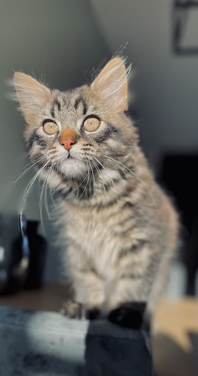 Heb jij Pietje, Nala of Smurf gezien? Deze drie huisdieren worden in Bergen op Zoom vermist
