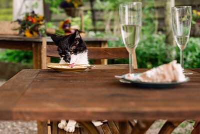 Foto die Judith maakte tijdens bruiloft wint prijs: 'Ik ben die kat heel dankbaar'