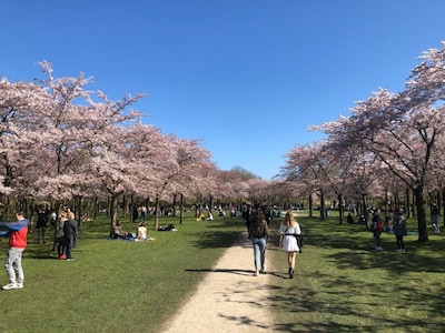 Blossom Park Amsterdam Forest 2026: everything you need to know about the blooming season