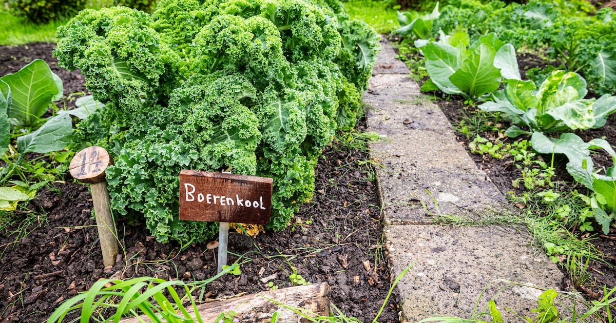 Mest gezocht voor schoolmoestuintje