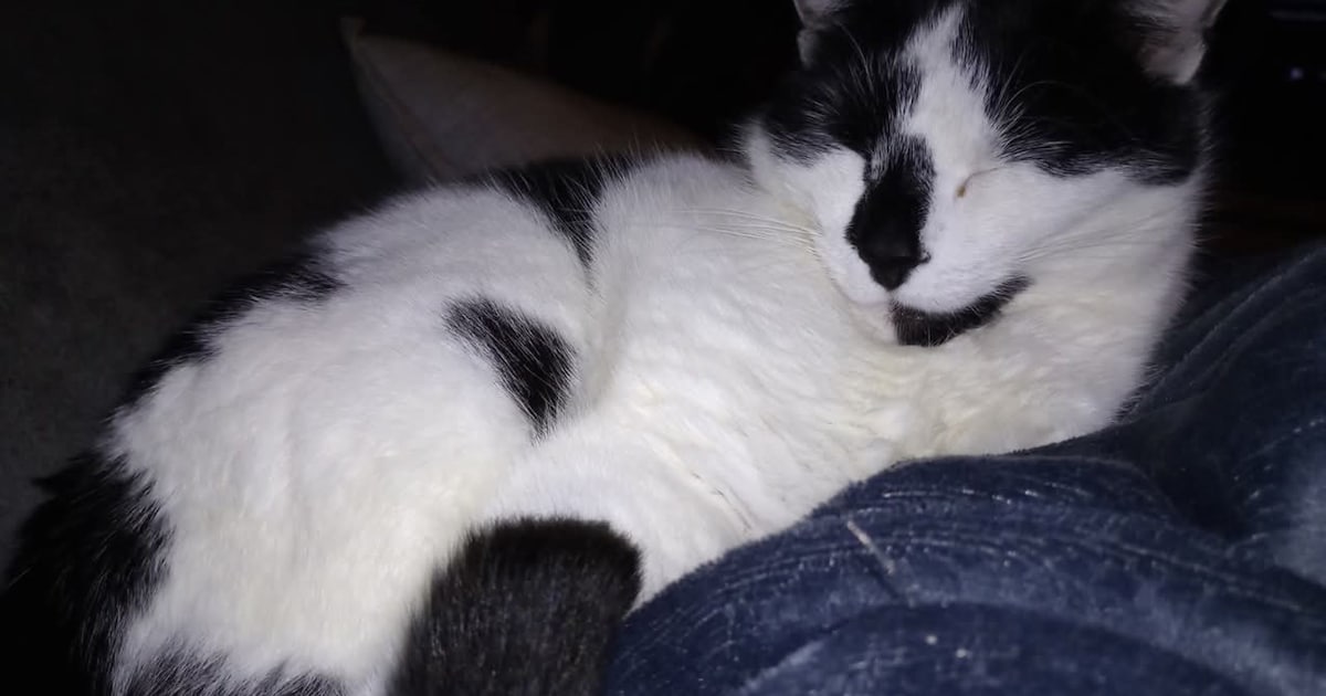 Heb jij Bodhi of Lajja gezien? Deze twee huisdieren worden in Borger-Odoorn vermist