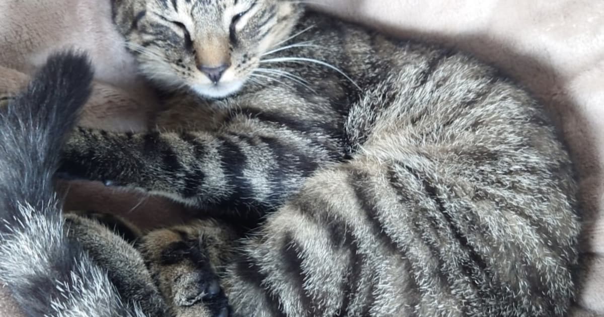 Heb jij Haasje of Elvis gezien? Deze twee huisdieren worden in Nederweert vermist