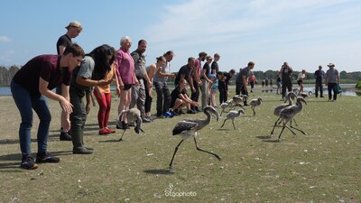 Zestien flamingokuikens in het Zwillbrocker Venn krijgen hun eerste paspoort