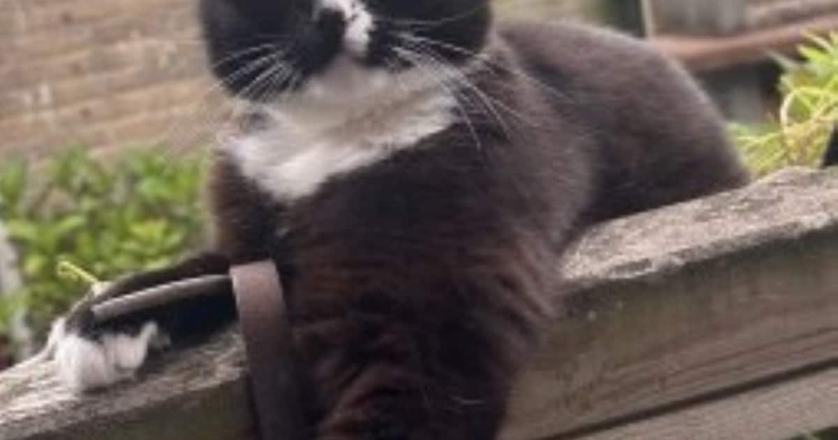 Heb jij Binky gezien? Dit huisdier wordt in Zoeterwoude vermist