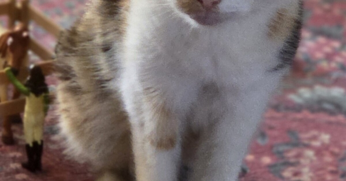 Heb jij Benji gezien? Dit huisdier wordt in Valkenswaard vermist