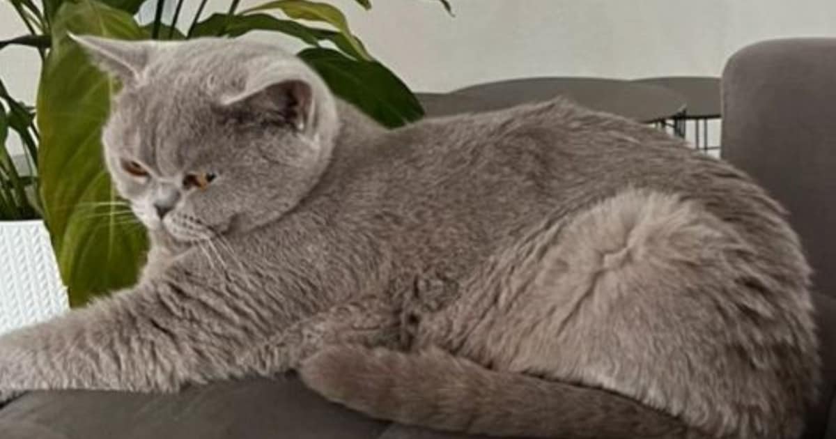 Heb jij Paris gezien? Dit huisdier wordt in Geertruidenberg vermist