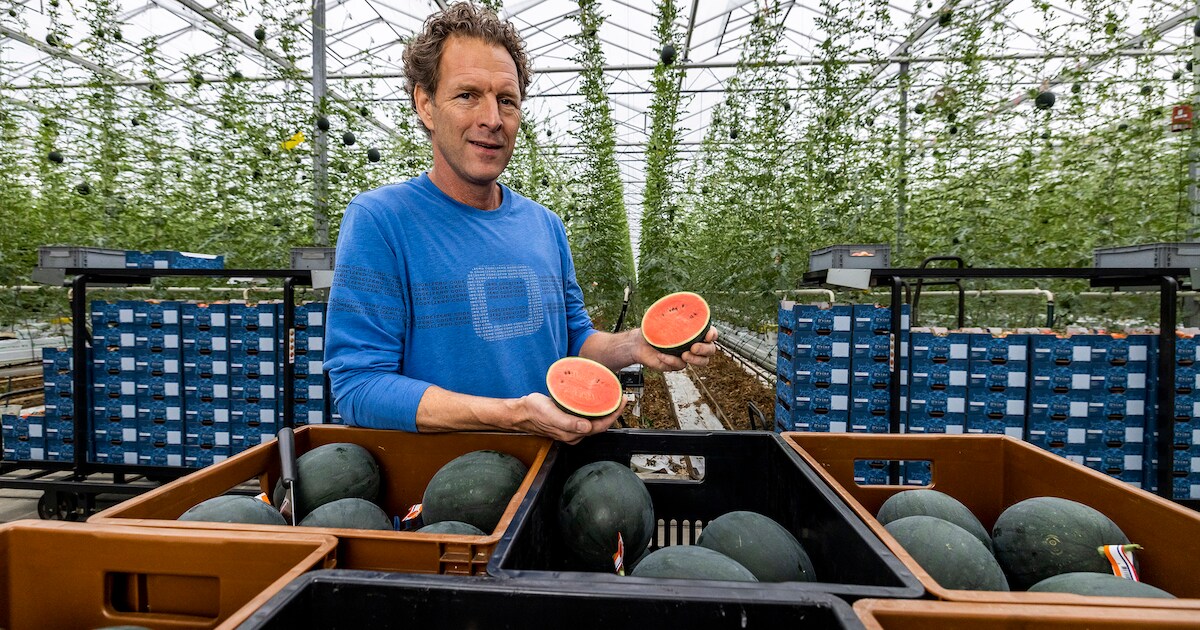 Westlandse watermeloen, terug van weggeweest door tomatentelers uit Kwintsheul