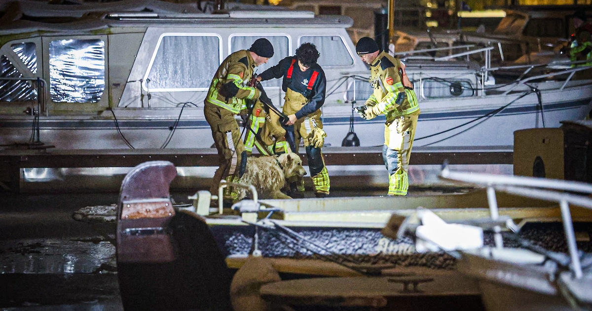 Brandweer redt hond uit ijskoud water bij jachthaven in Drachten