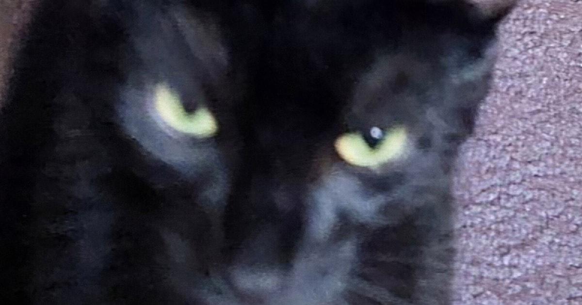 Heb jij Tijger, Guinevere of June gezien? Deze vier huisdieren worden in Alkmaar vermist