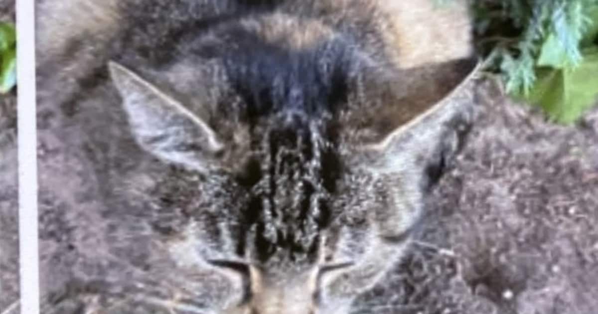 Heb jij Doortje, Witnie of Jax gezien? Deze zes huisdieren worden in Tynaarlo vermist