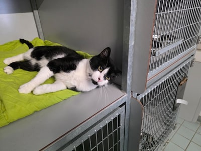 Deze ondeugende katers zijn al heel lang op zoek naar een thuis