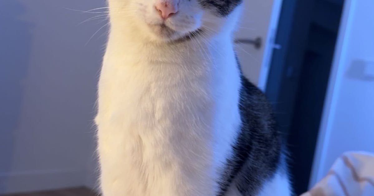 Heb jij Coco of Molly gezien? Deze twee huisdieren worden in Maasgouw vermist