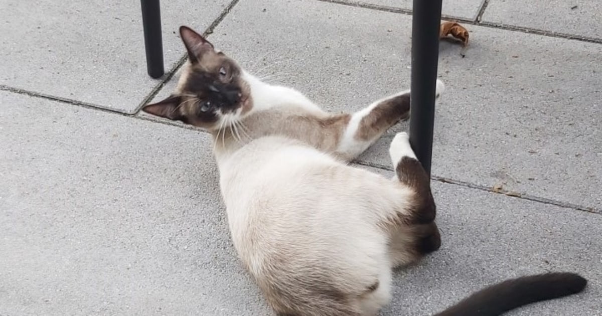 Heb jij Bummy gezien? Dit huisdier wordt in Uitgeest vermist