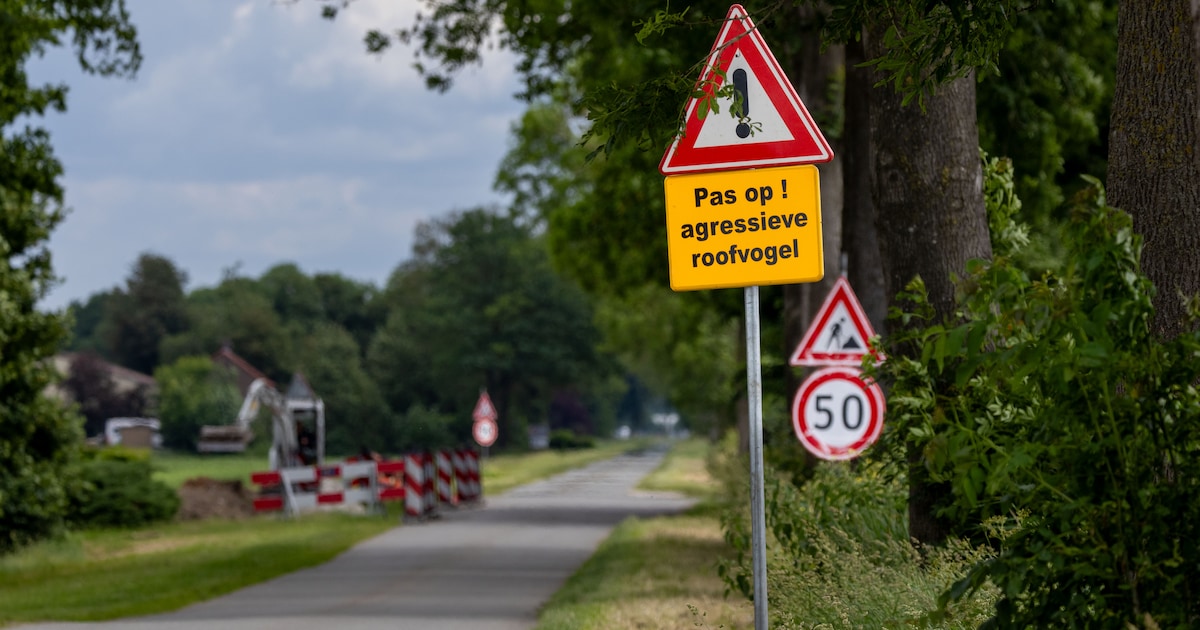 Buizerd terroriseert buurt in Bant: vrouw begeleidt in de auto haar fietsende dochter naar school