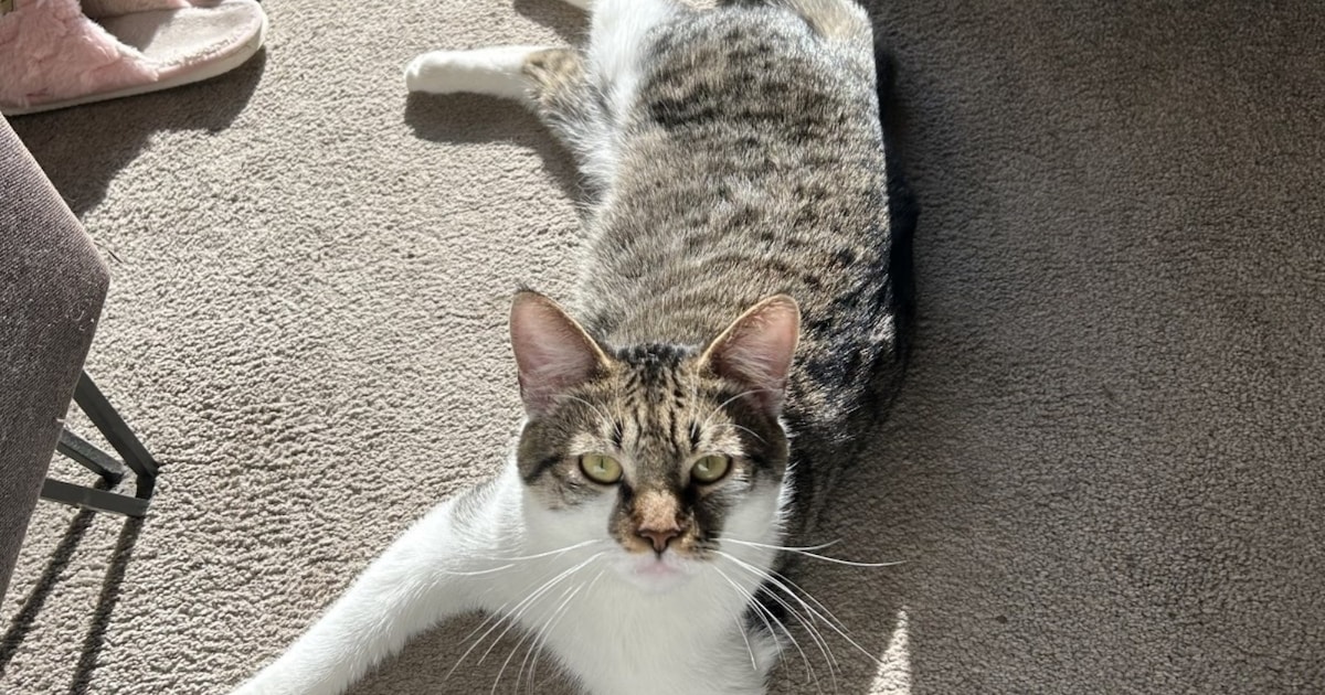 Heb jij Bean gezien? Dit huisdier wordt in Zeist vermist