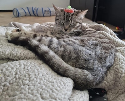 Heb jij Mimi, Nelson of Chico gezien? Deze vier huisdieren worden in Veenendaal vermist