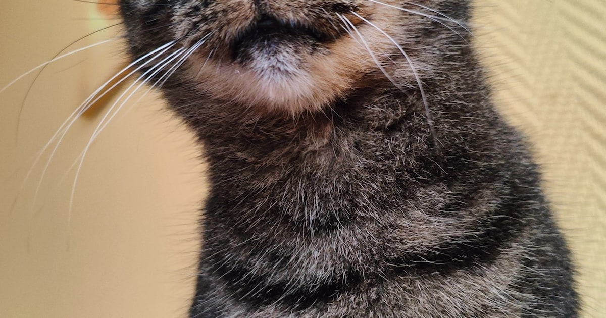 Heb jij Broes, Bob of Rocky gezien? Deze drie huisdieren worden in Bergen vermist