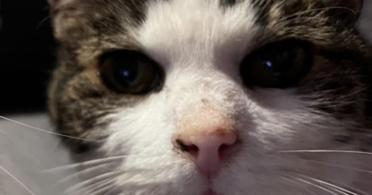 Heb jij Benzo gezien? Dit huisdier wordt in Stadskanaal vermist