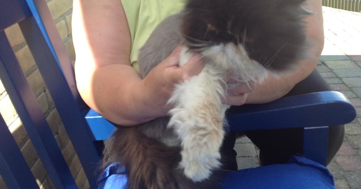 Heb jij Lana gezien? Dit huisdier wordt in Noordwijk vermist