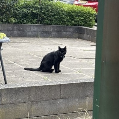 Heb jij Zovy, Beau Beau of Diva gezien? Deze acht huisdieren worden in Zoetermeer vermist
