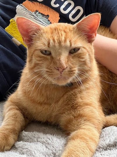 Have you seen Coco, Goofy, or Braam? These 12 pets are missing in Haarlem