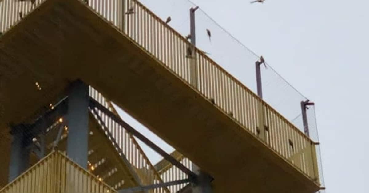 Waarom er soms ineens heel veel parkieten in de gele toren zitten