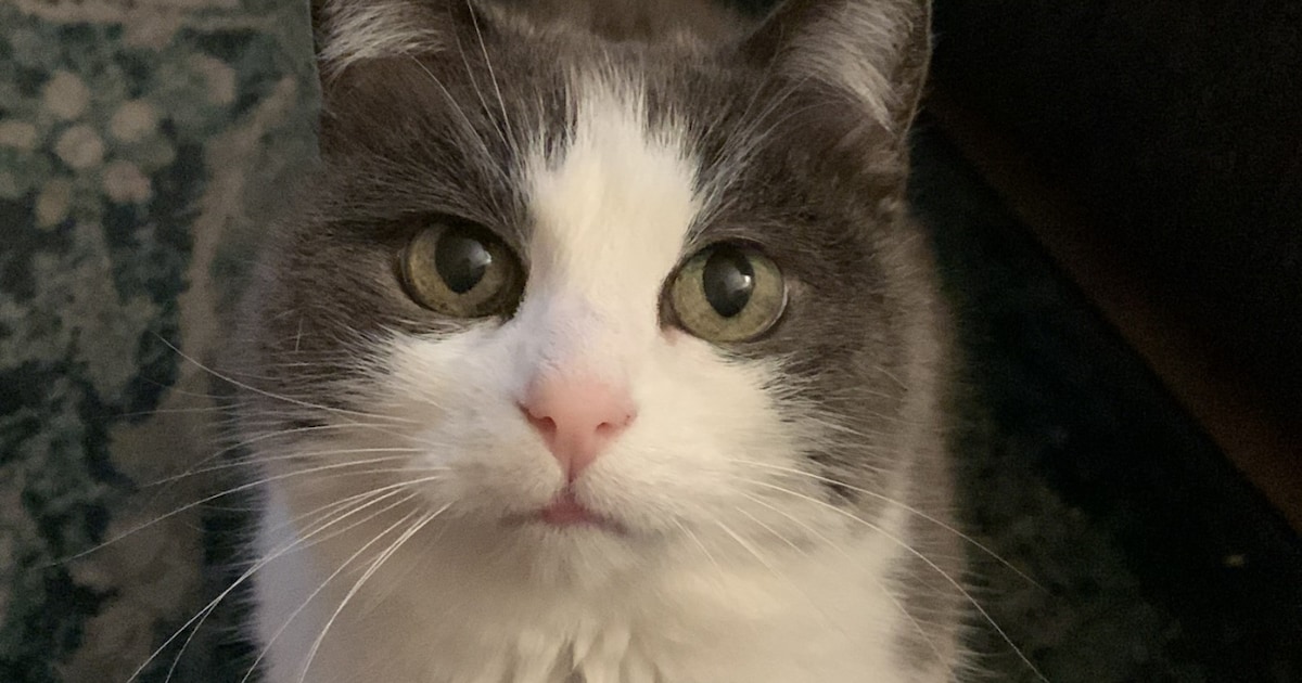 Heb jij Poridge of Jack gezien? Deze twee huisdieren worden in Hilversum vermist