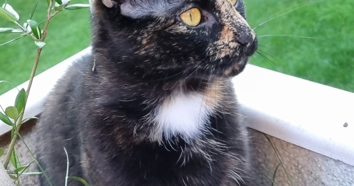 Heb jij Lola of Cooper gezien? Deze twee huisdieren worden in De Bilt vermist