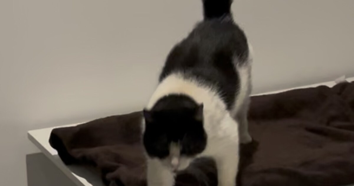 Heb jij Puckie gezien? Dit huisdier wordt in Alblasserdam vermist