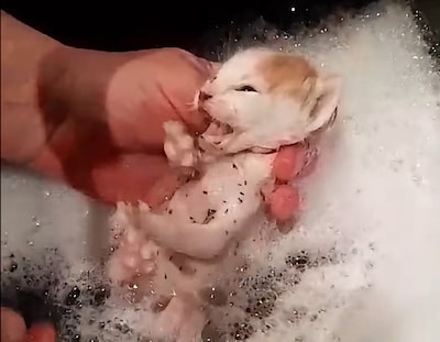 Jongeren stoppen voor plaspauze en vinden piepklein ‘rotdoosje’ in het bos: vier kittens op sterven 