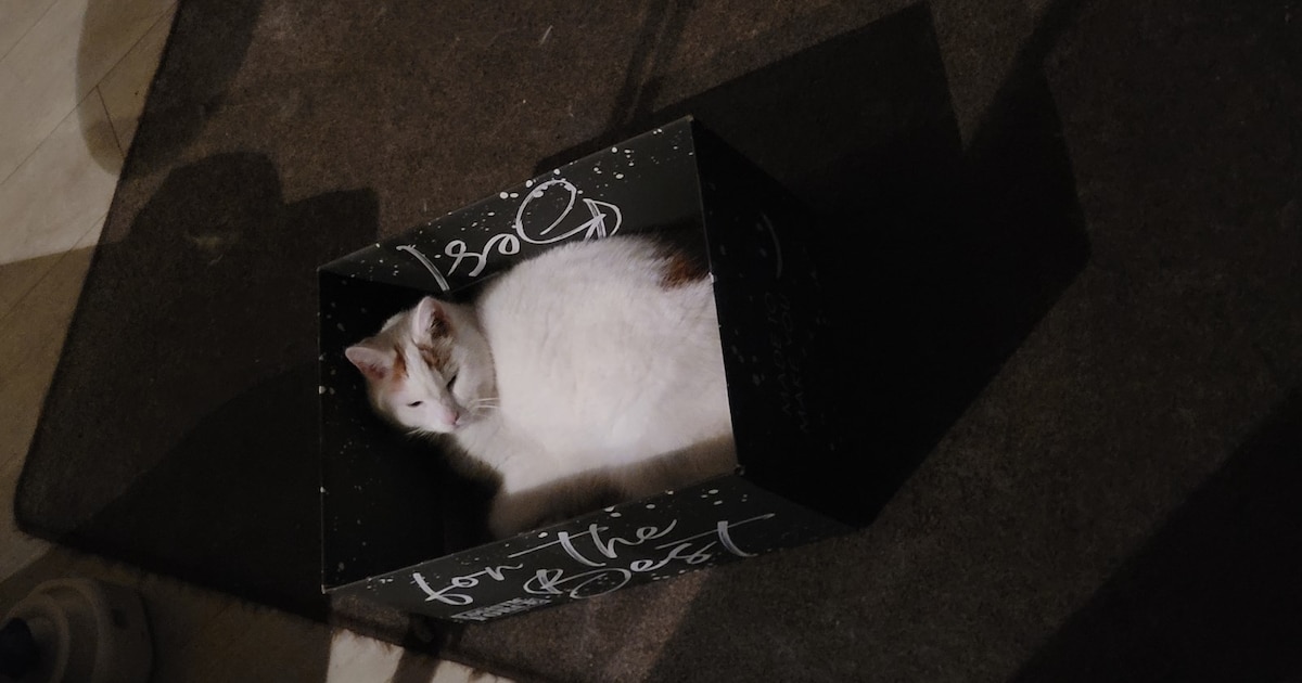 Heb jij Baileys, Chapo of Blythe gezien? Deze drie huisdieren worden in Druten vermist