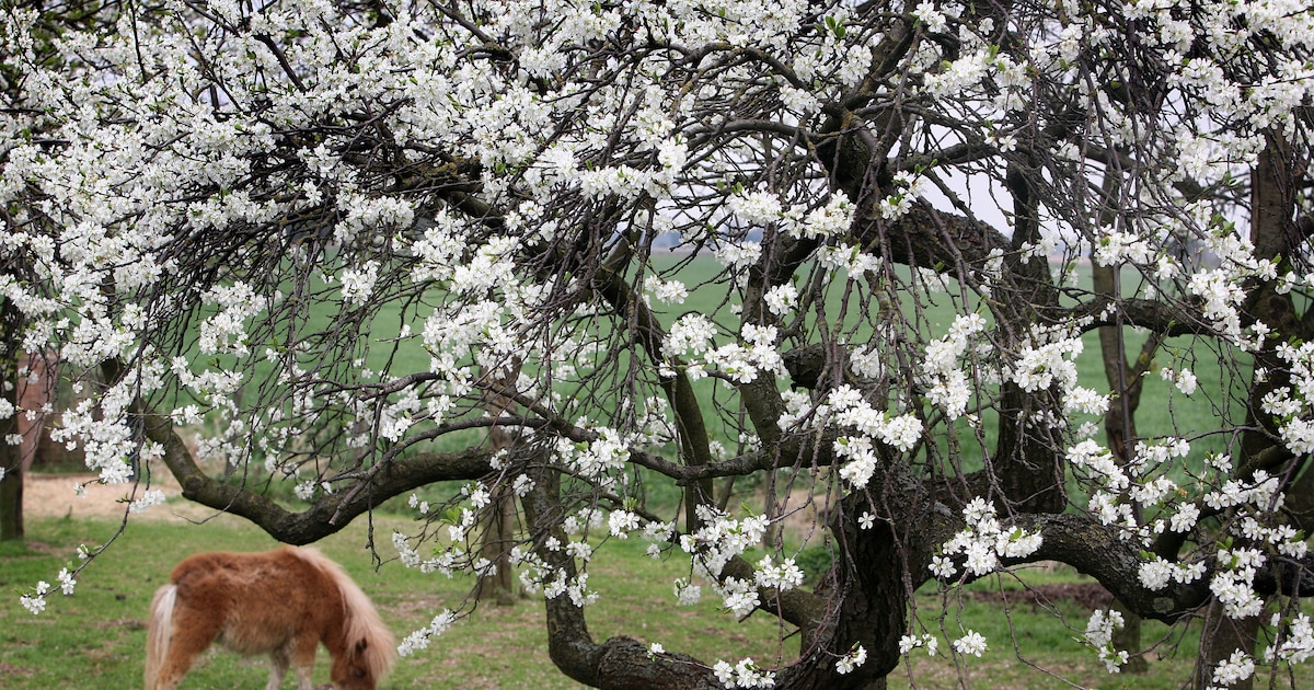 Is jouw boom ineens monumentaal? Dit verandert er wel en niet