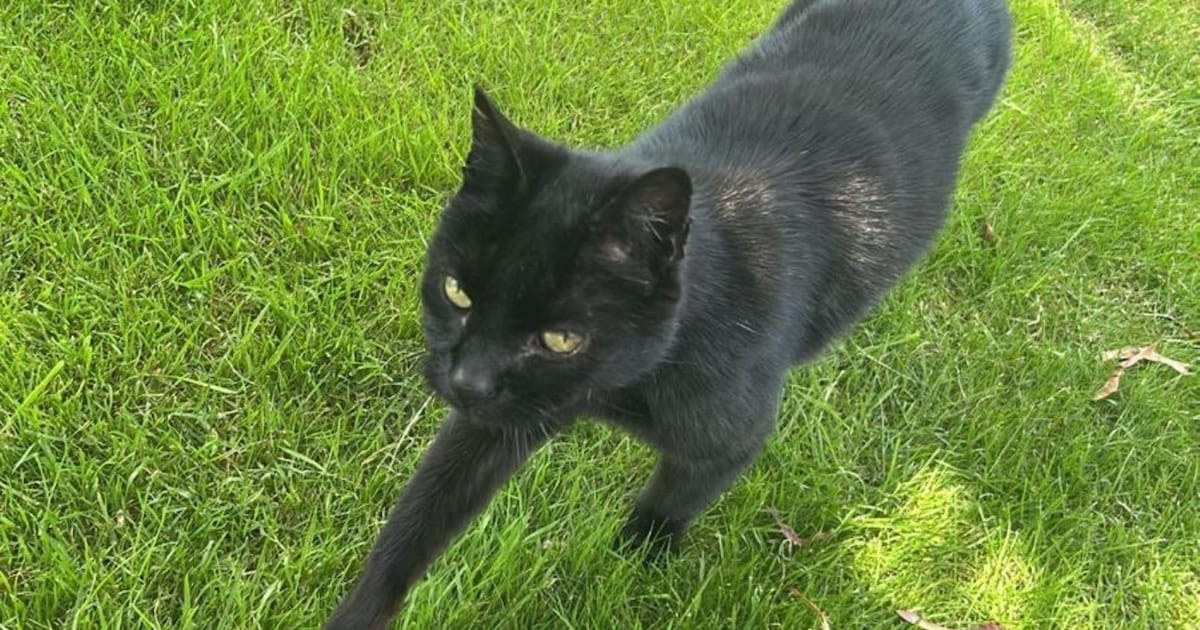 Heb jij Dobbie gezien? Dit huisdier wordt in Drimmelen vermist