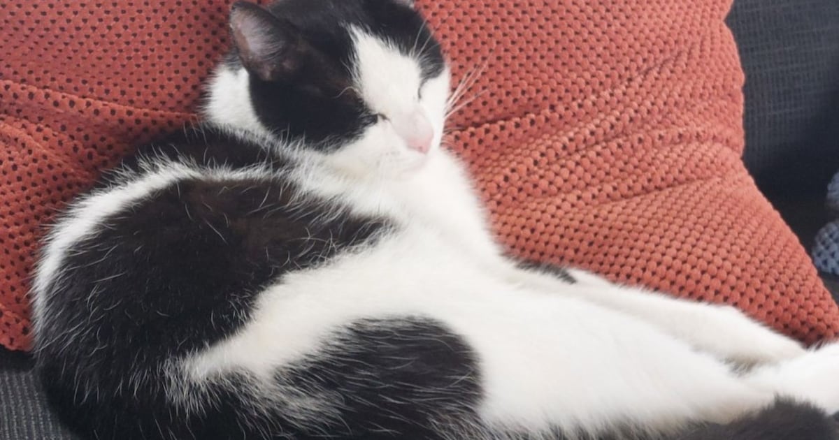 Heb jij Mietje gezien? Dit huisdier wordt in Borsele vermist