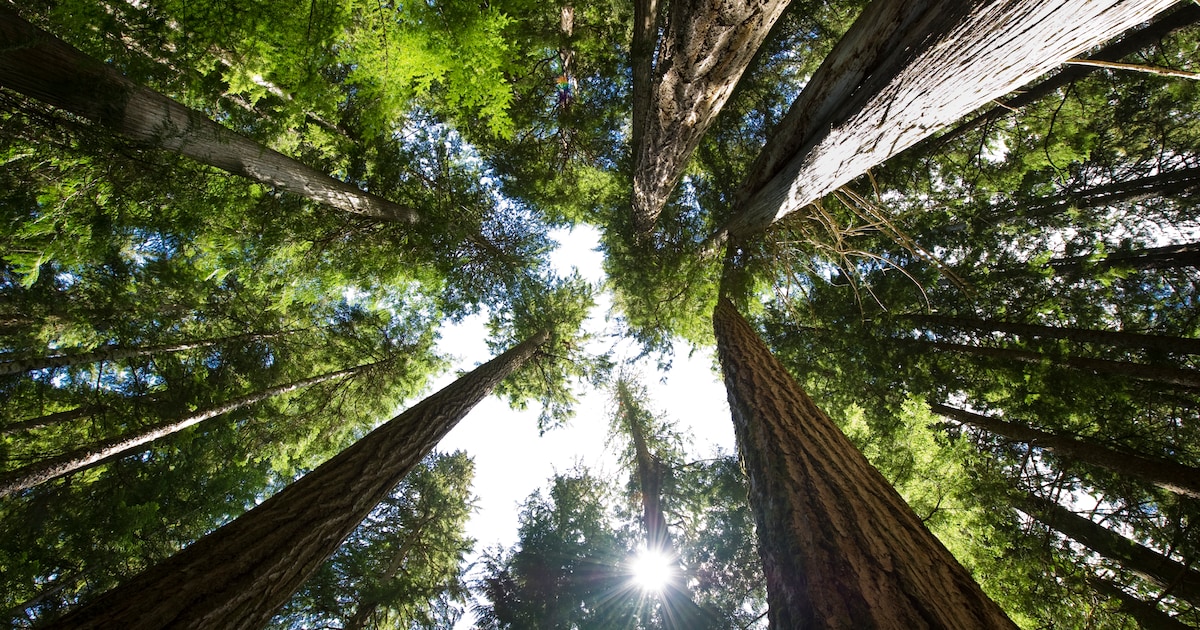 Boswerkzaamheden in Soest: zwakke bomen worden verwijderd
