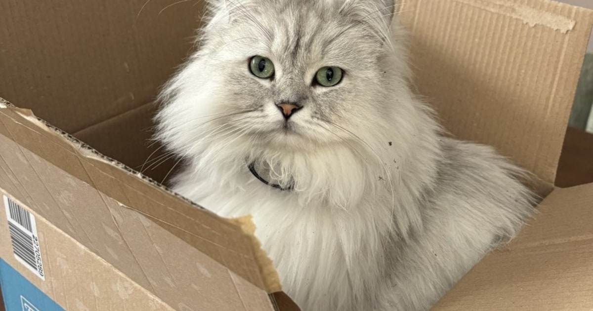 Heb jij Damla, Max of Gypsy gezien? Deze vier huisdieren worden in Haarlem vermist