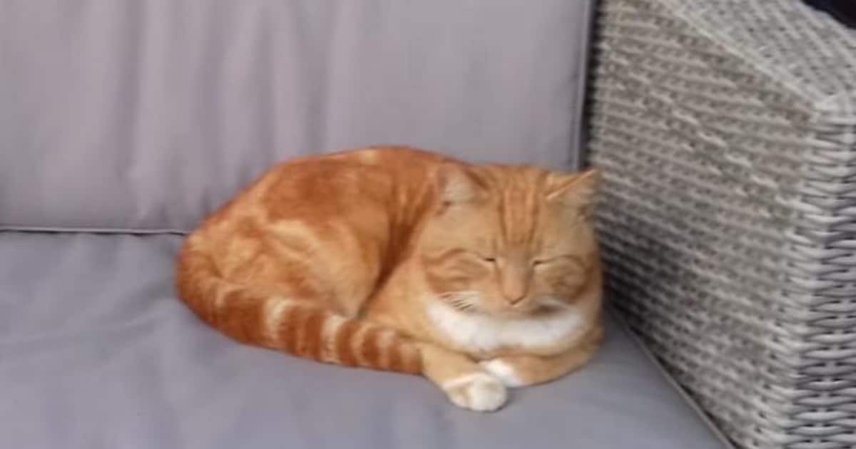 Heb jij Baby, Tjeerd of Bink gezien? Deze drie huisdieren worden in Nieuwkoop vermist