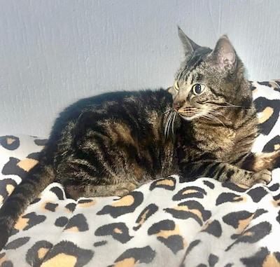 Heb jij Captain, Lumi of Mimi gezien? Deze vier huisdieren worden in Westland vermist