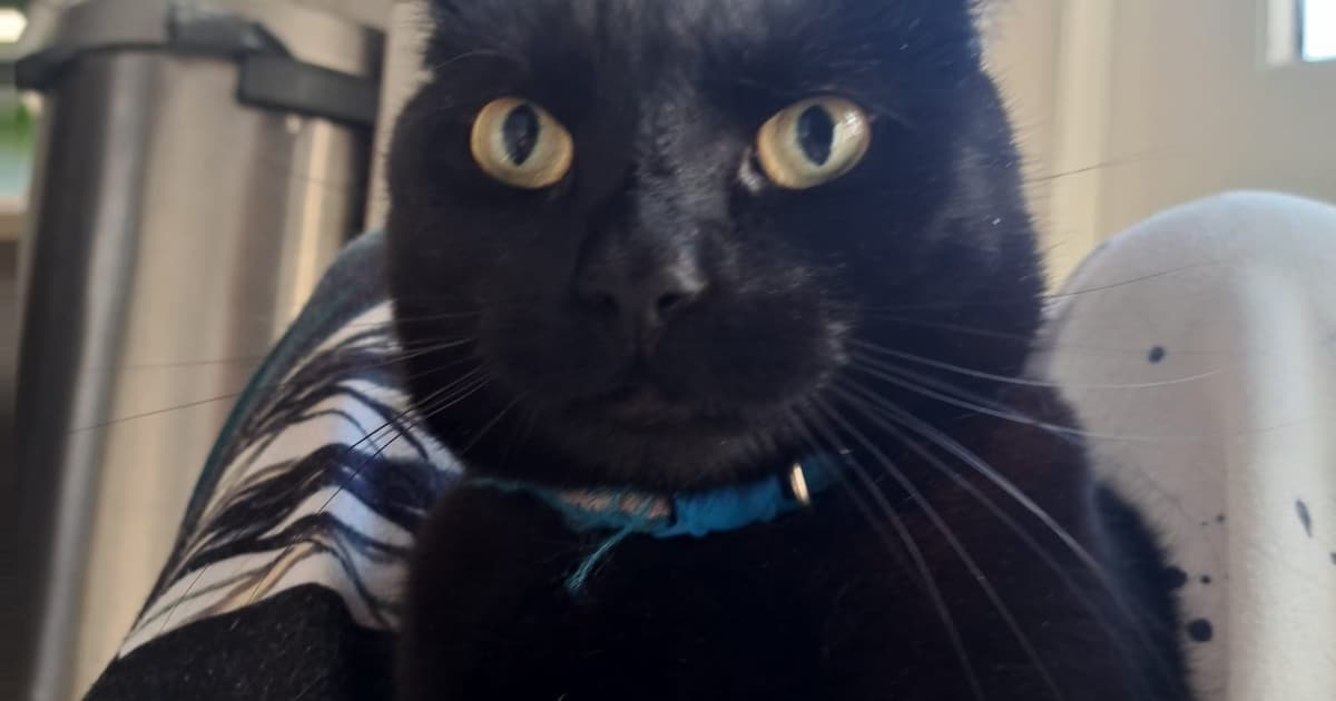 Heb jij Moon gezien? Dit huisdier wordt in Woensdrecht vermist