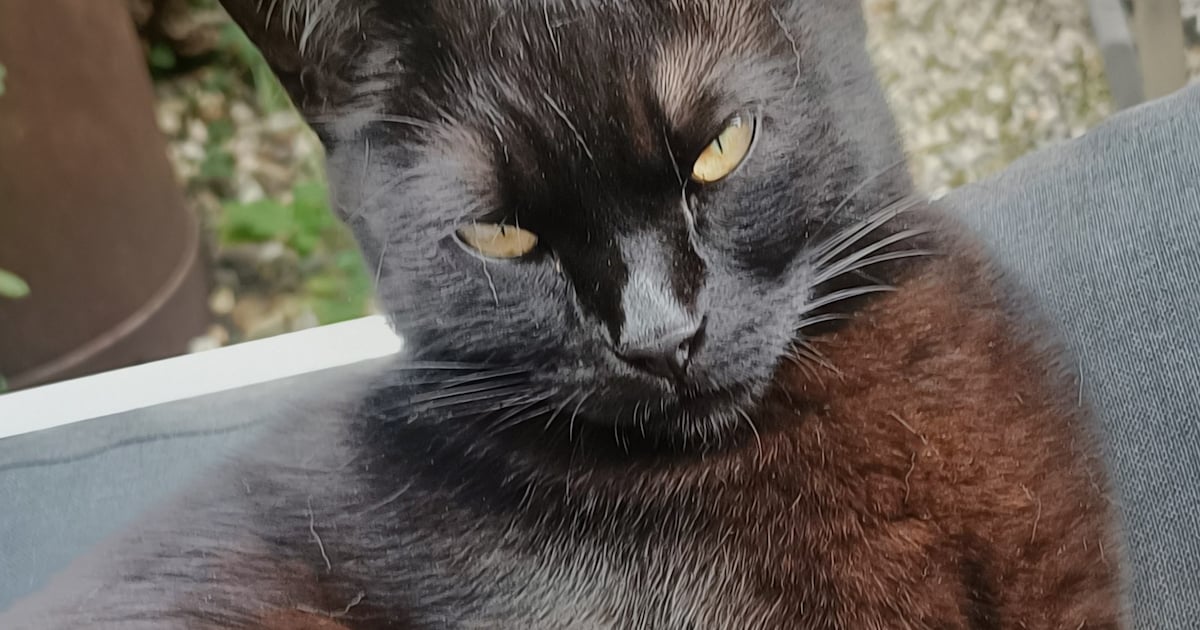 Heb jij Milo of Pino gezien? Deze twee huisdieren worden in Doetinchem vermist