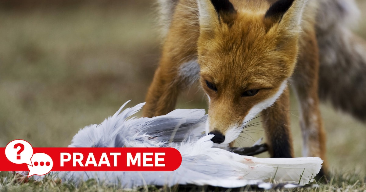 Moet de vos wijken voor de weidevogel?