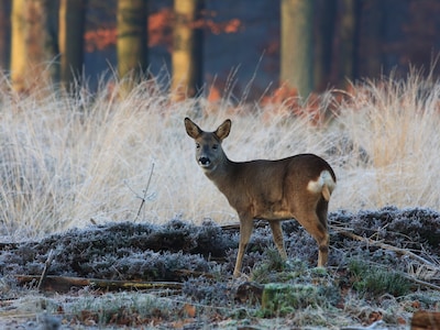 Winterwandeling bij Natuurcentrum De Ginkel in Ede
