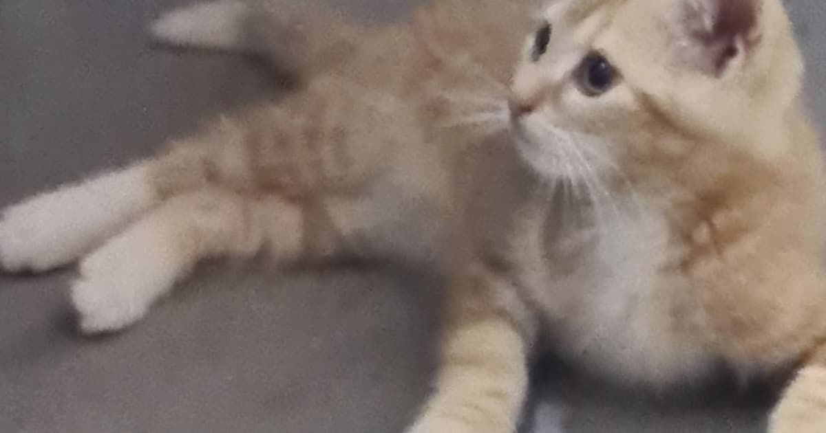 Heb jij Mino gezien? Dit huisdier wordt in Geldrop-Mierlo vermist
