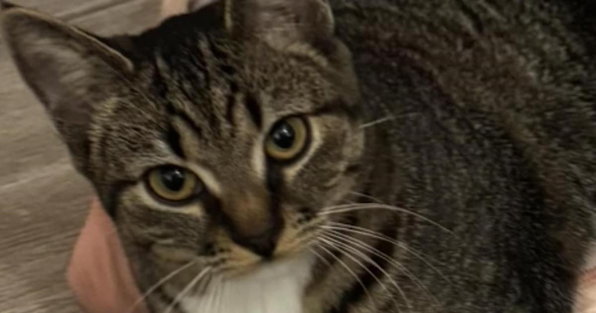 Heb jij Clyde of Tom gezien? Deze twee huisdieren worden in Eemnes vermist