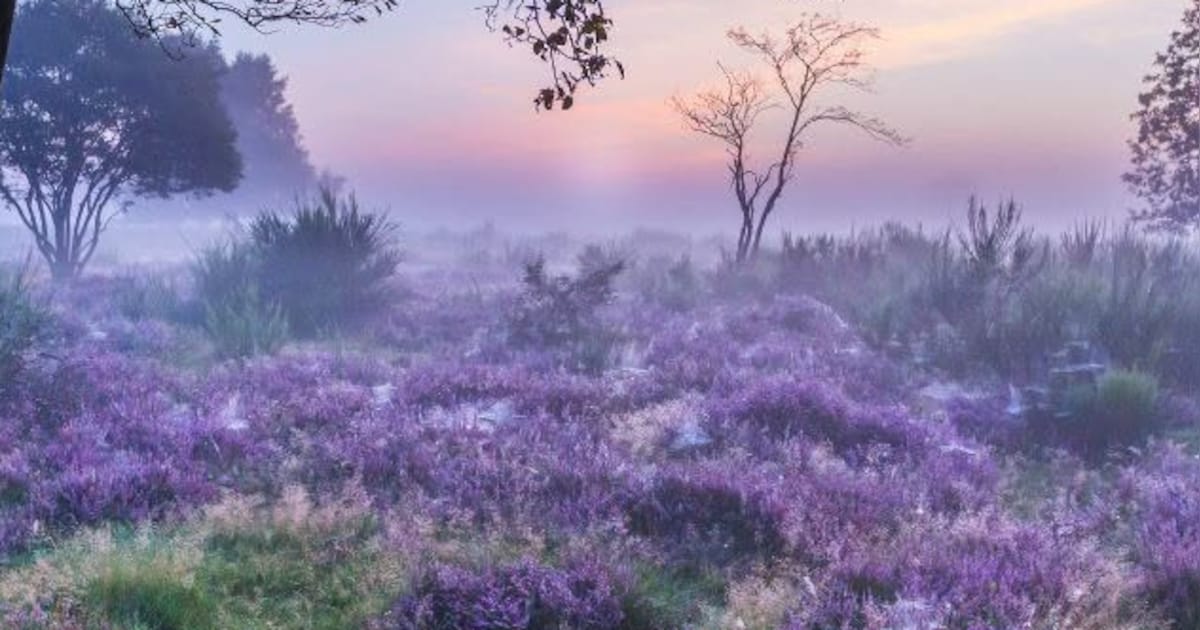 Schaapskooi in Blaricum houdt themamiddag over heide