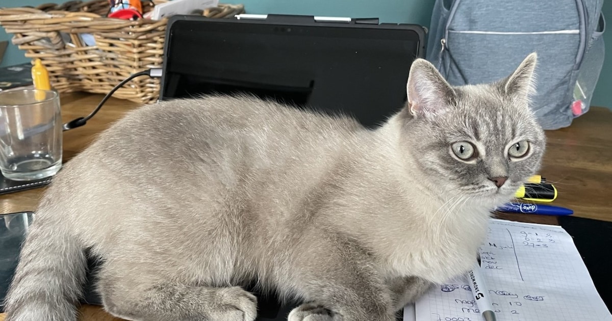 Heb jij Lilly gezien? Dit huisdier wordt in Waddinxveen vermist