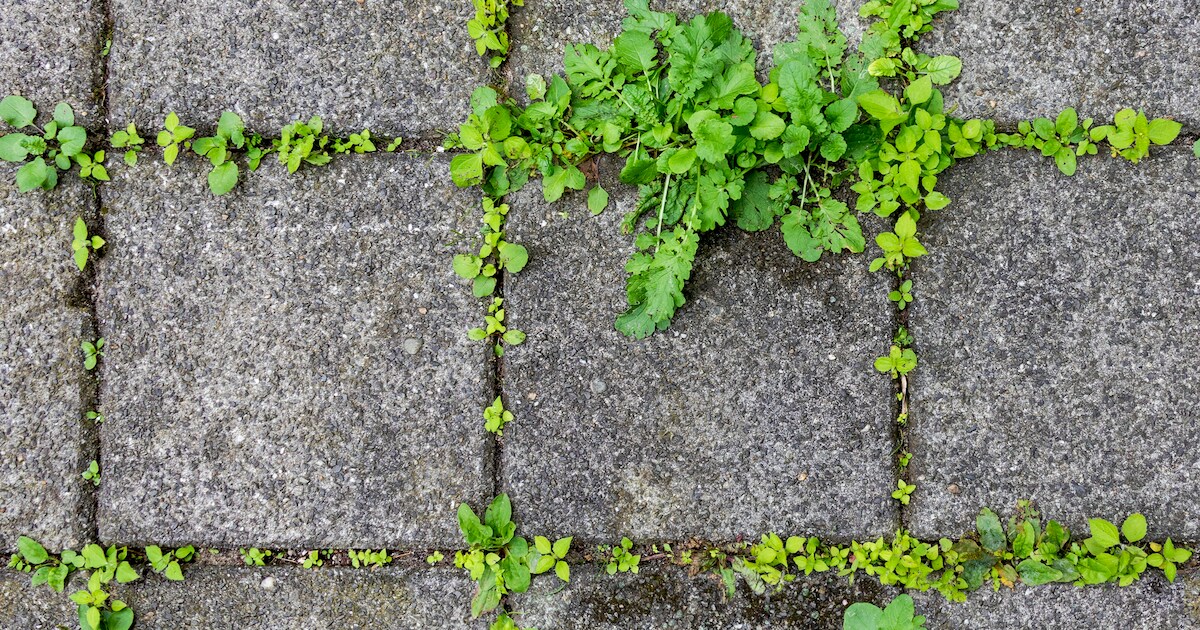 Lever bestrijdingsmiddelen in in Nieuwveen en krijg een gratis onkruidborstel