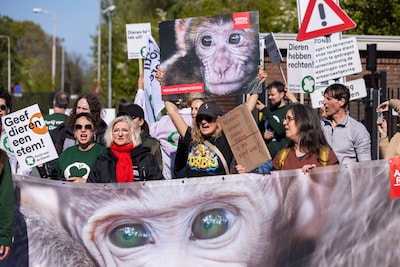 Protestmars bij apentestcentrum dat tóch subsidie houdt voor dierproeven: ‘Einde maken aan deze vers