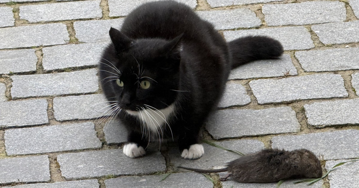 Heb jij Pip of Django gezien? Deze twee huisdieren worden in Goes vermist